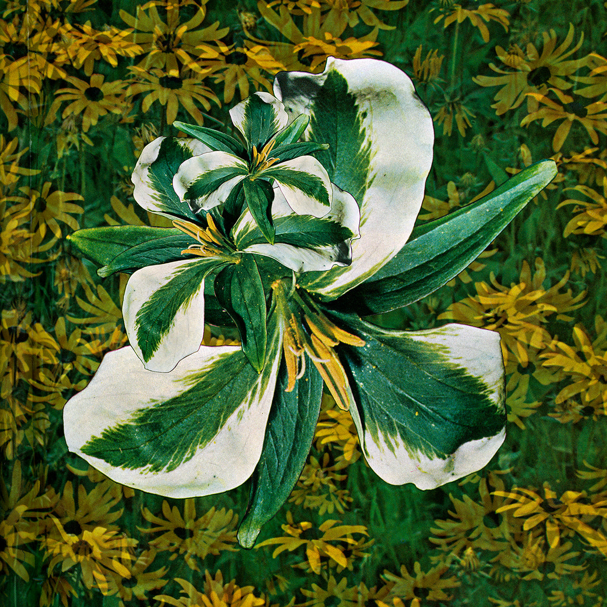 A colourful digital collage with yellow, white and green florals