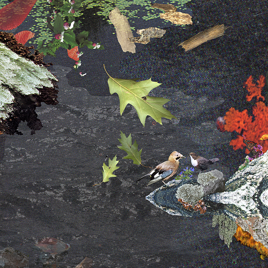 A digital collage with many layers including water, leaves, wood, birds, stones