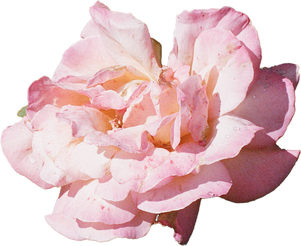 Vintage analog photograph of a rose, captured by Hamilton-based artist Laura Kay Keeling, showcasing nature-inspired art with botanical elements.