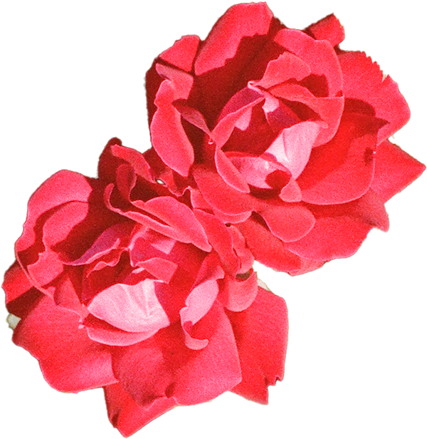 Vintage analog photograph of two roses, captured by Hamilton-based artist Laura Kay Keeling, featuring nature-inspired botanical art with rich floral details.