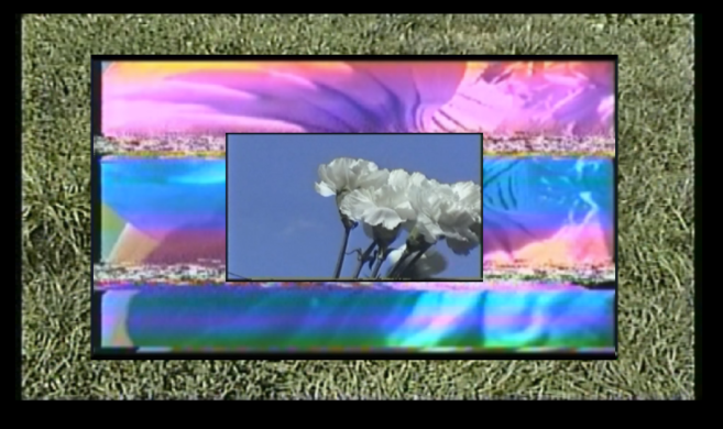 Three images layered on top of each other, with green grass in the background, a close up of a yellow flower and white florals in the middle.  