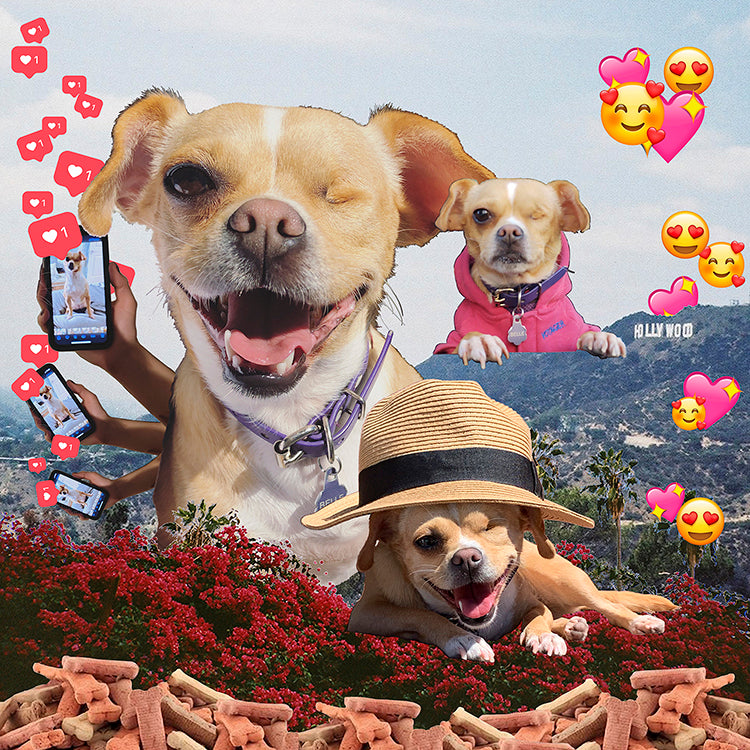 A digital collage with different pictures of dogs, the hollywood sign, some dog treats and heart emojis.