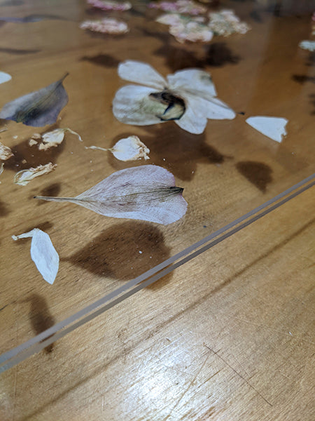 flower petals between plexiglass sitting on a wooden floor