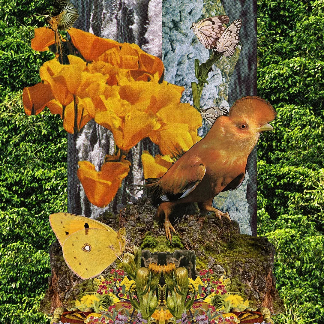 A colourful collage with an orange bird in the middle. There are orange flowers on the left, a yellow butterfly below and green grass and blue water in the background.