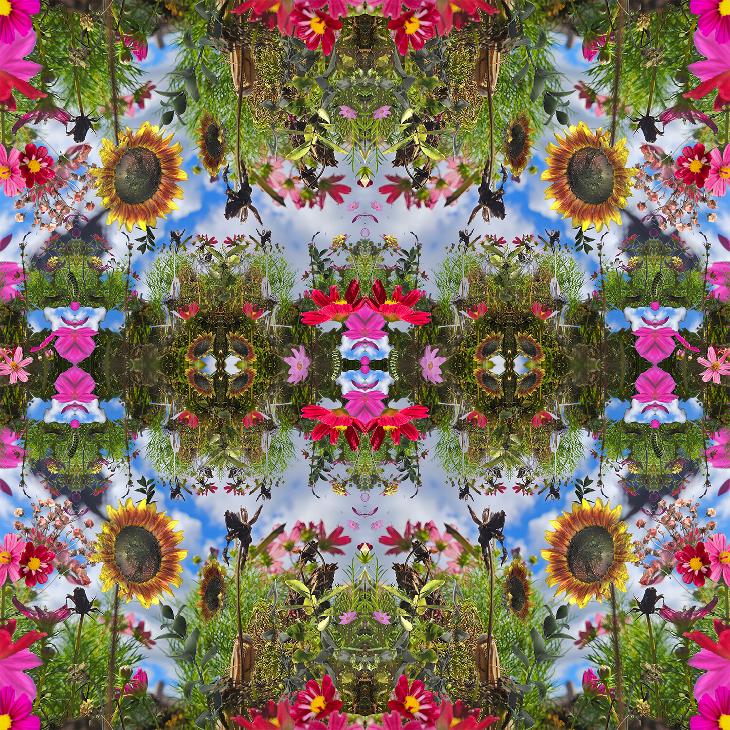 A colourfl collage with sunflowers, pink flowers, green leaves