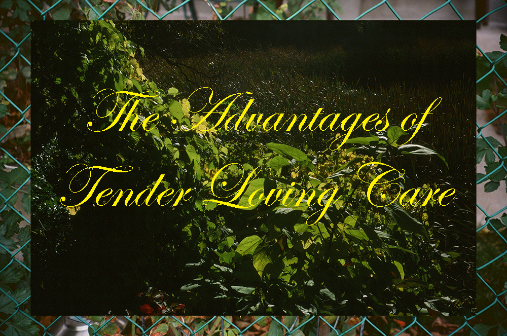 Two photographs layered, the middle was green leaves in the sunshine. There is yellow text "The Advantages of Tender Loving Care"