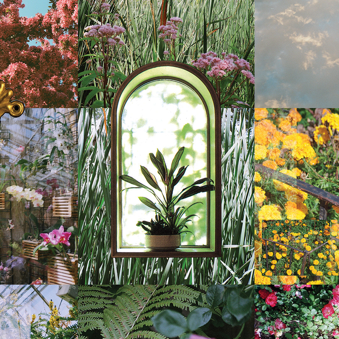 A plant sits in a window with colourful flowers surrounding it in the background