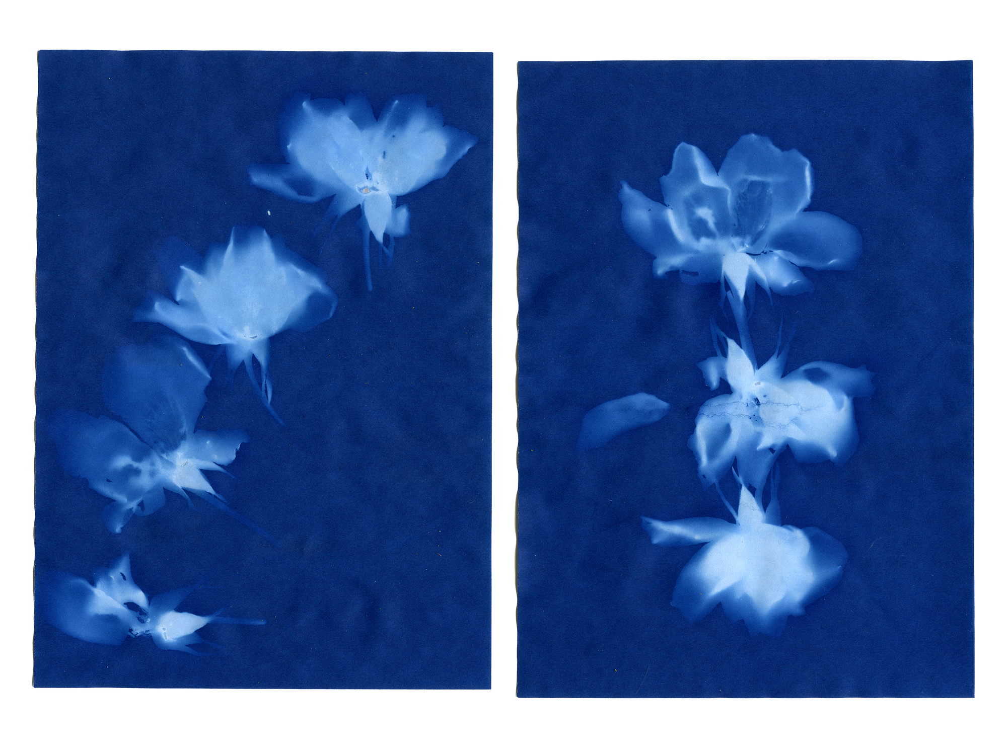 Untitled Cyanotype Diptych