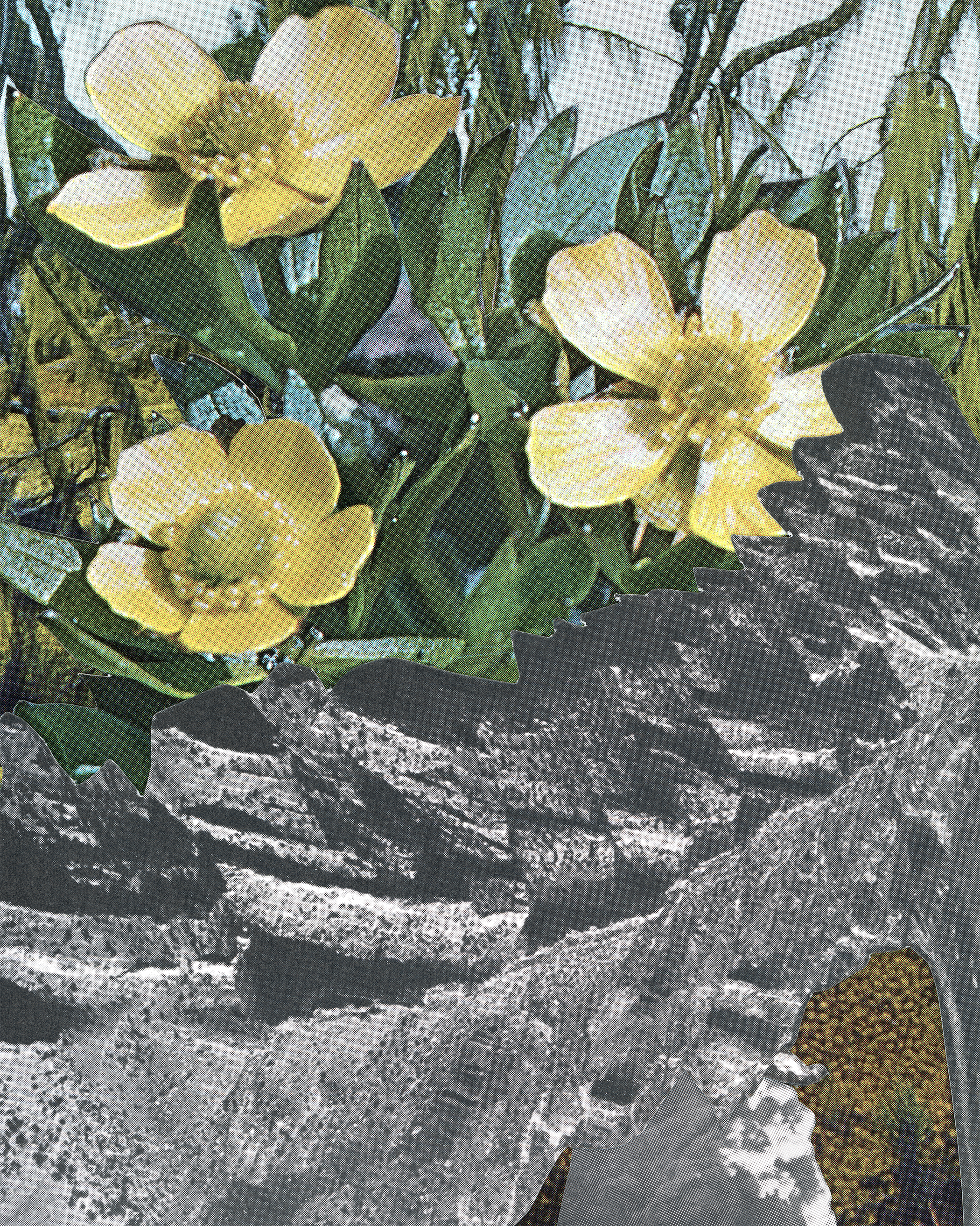 Yellow flowers with green leaves. In the background are small orange buds. Layered over top are grey and black stones.