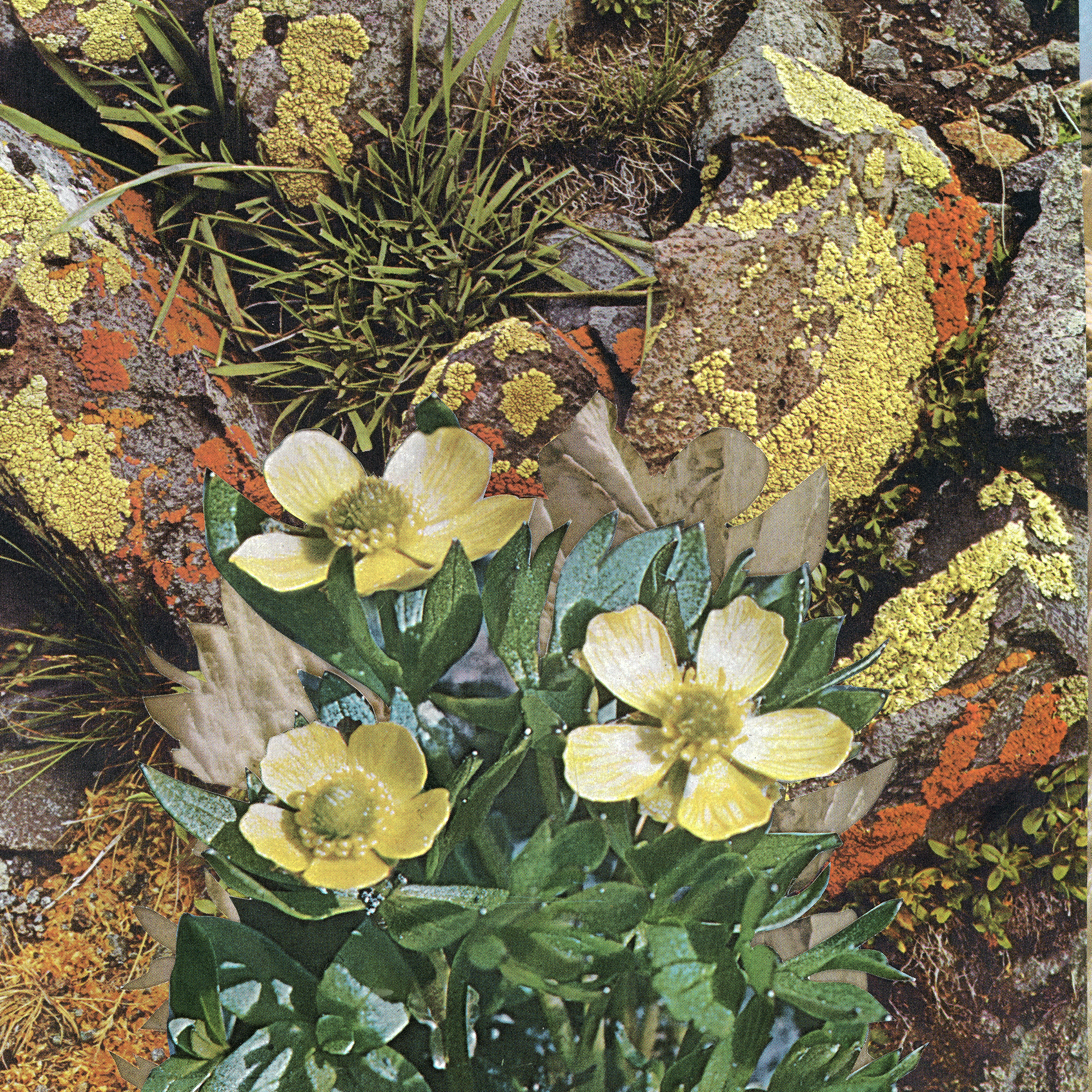 Yellow flowers with green leaves layered on top rocks that have yellow and red moss. There is yellow and and blue water in the background. 