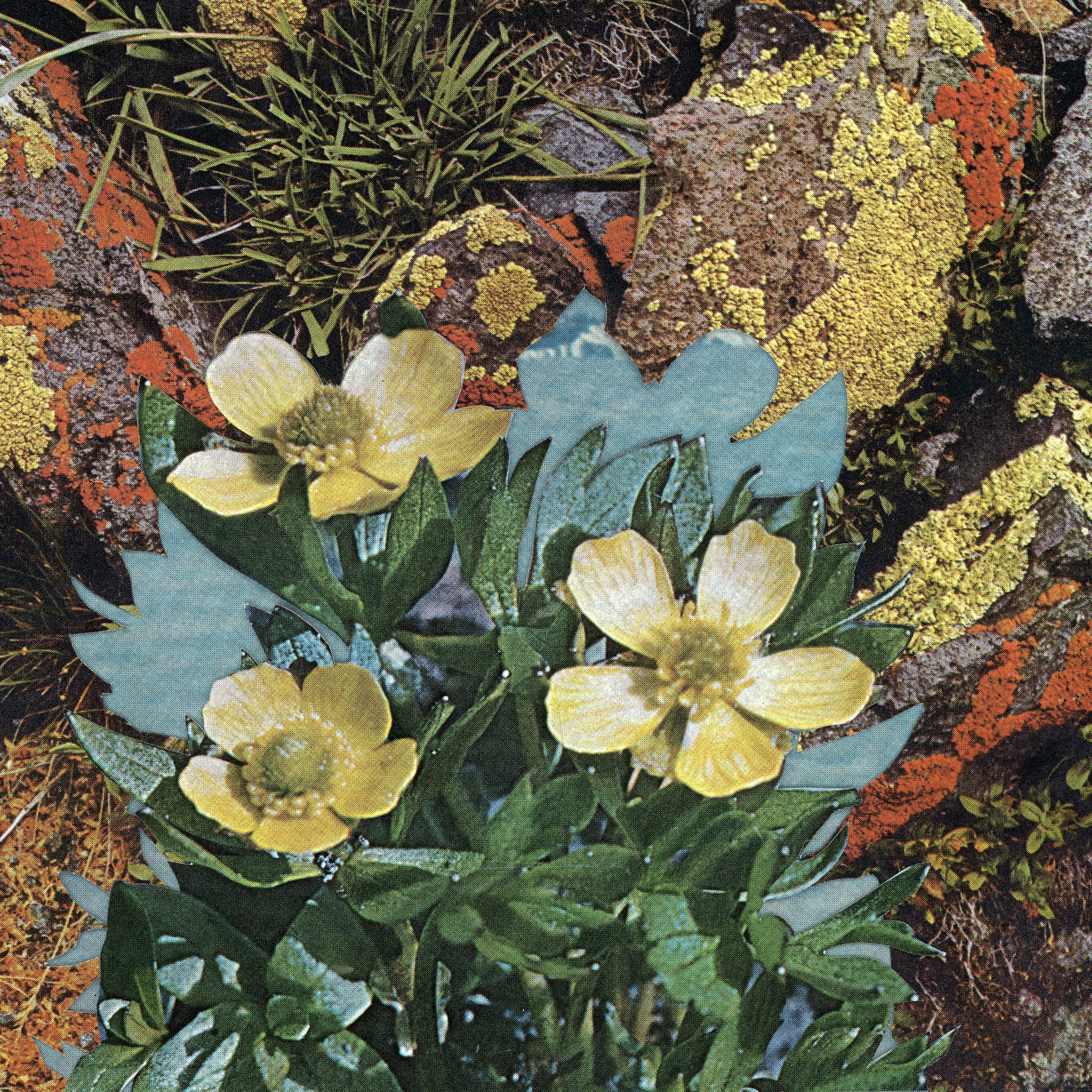 Yellow buds with green leaves and rocks with yellow and red moss. There is water in the background