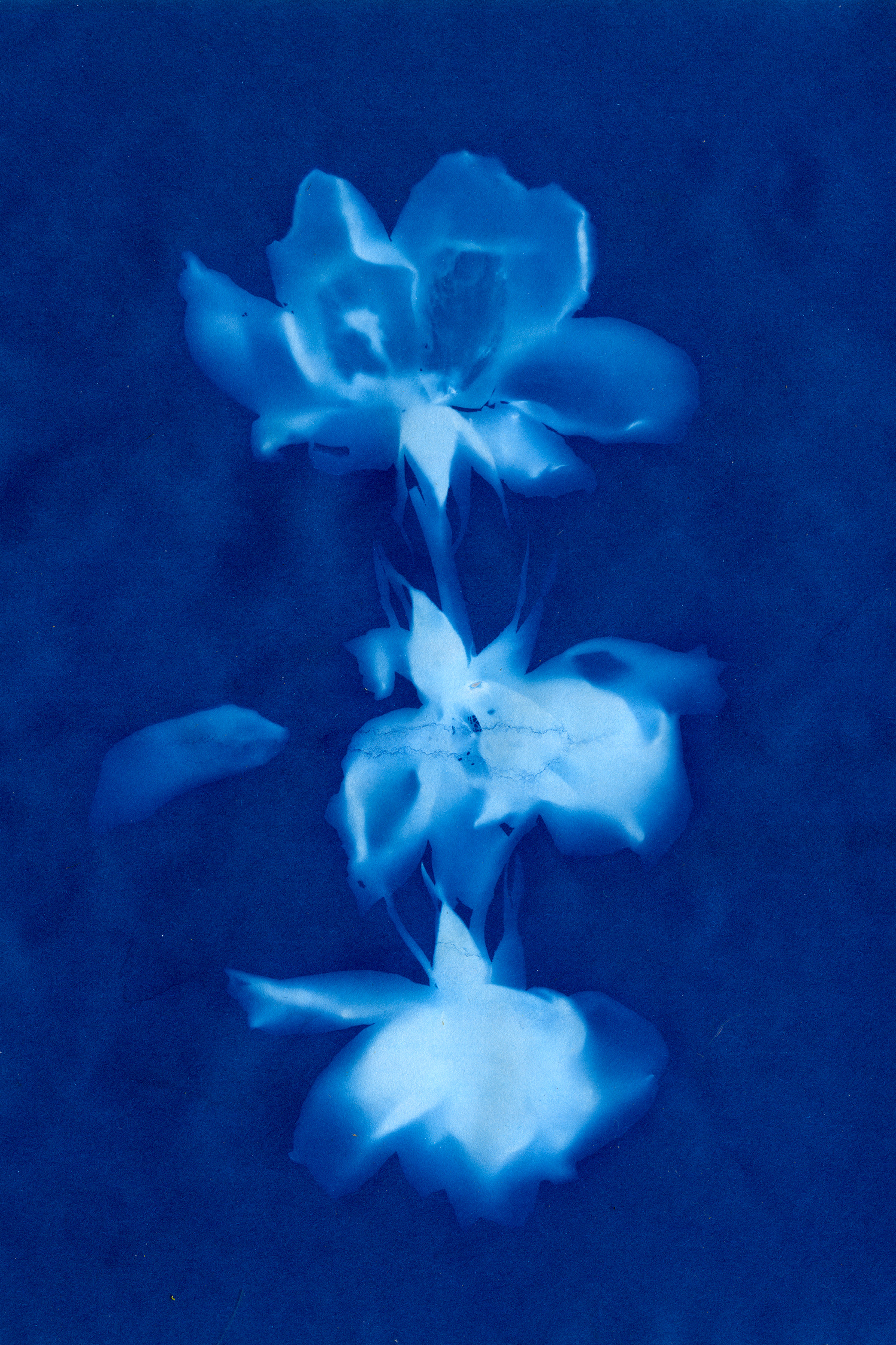 A cyanotype of three roses in a row.