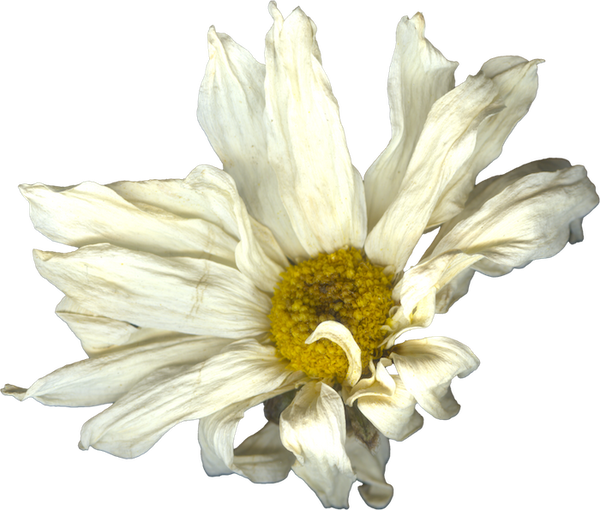 High-resolution image of a dried white daisy flower with yellow center, captured by Hamilton-based artist Laura Kay Keeling, showcasing intricate botanical details in a nature-inspired artwork.