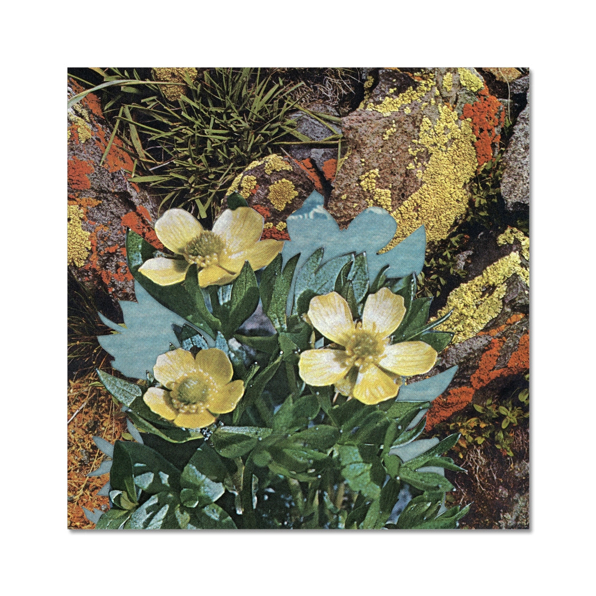 Yellow buds with green leaves and rocks with yellow and red moss. There is water in the background