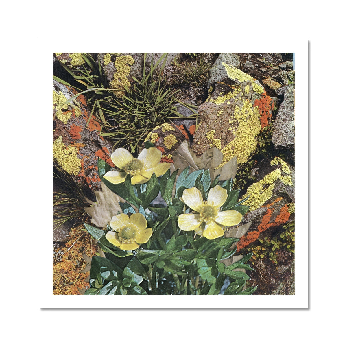 Yellow flowers with green leaves layered on top rocks that have yellow and red moss. There is yellow and and blue water in the background. 