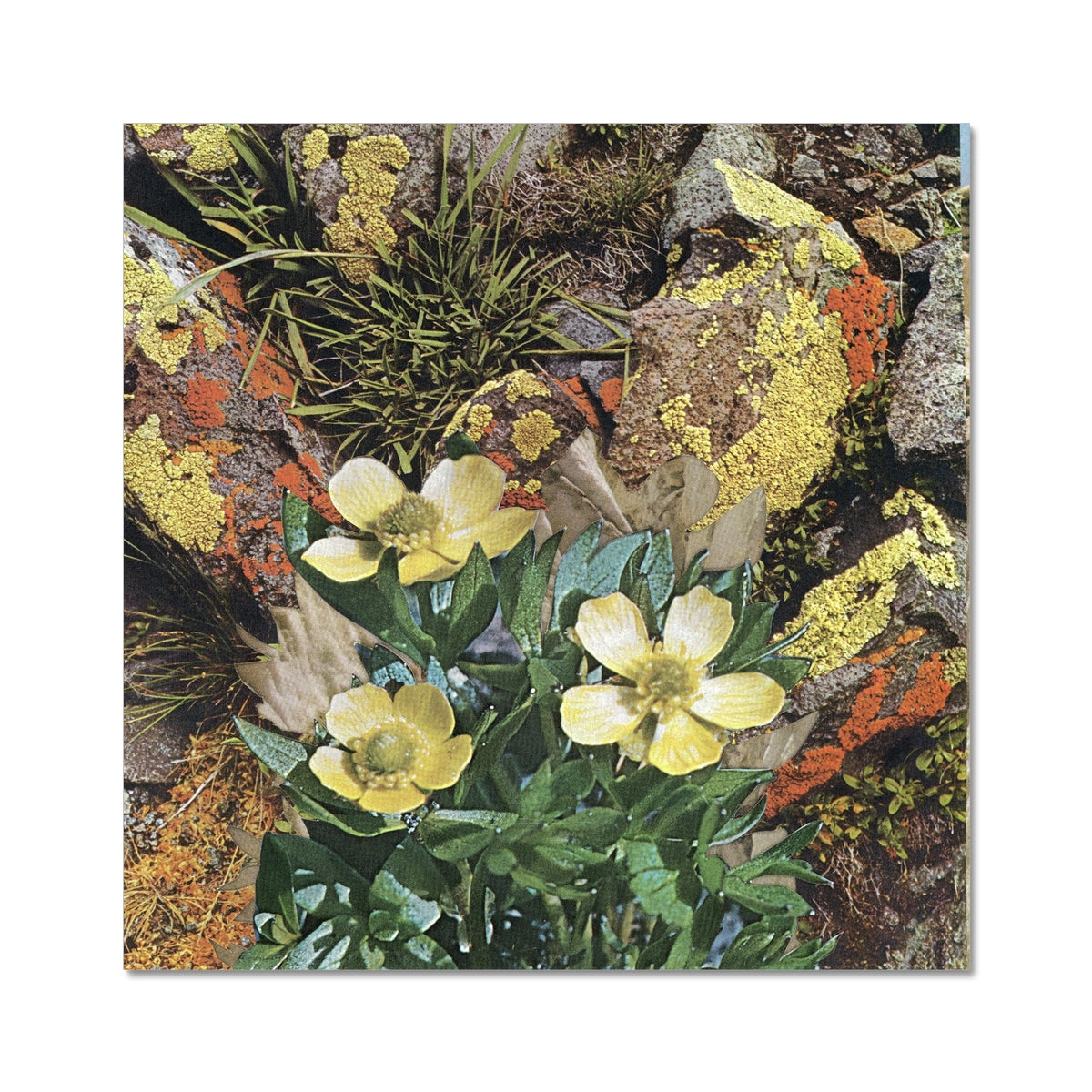 Yellow flowers with green leaves layered on top rocks that have yellow and red moss. There is yellow and and blue water in the background. 