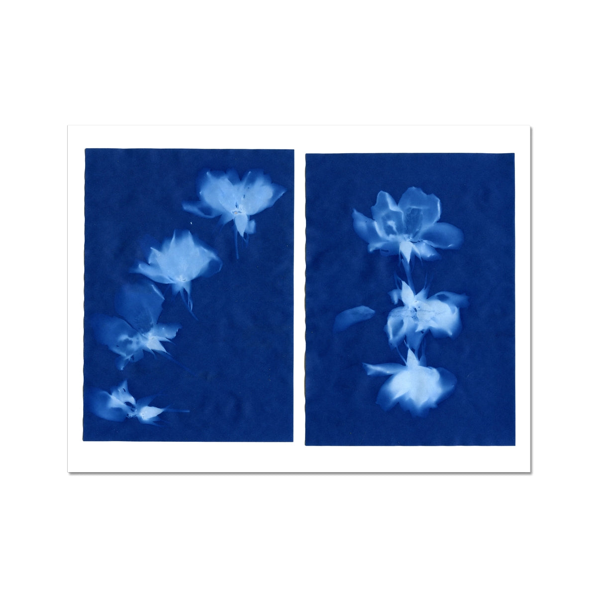 Untitled Cyanotype Diptych