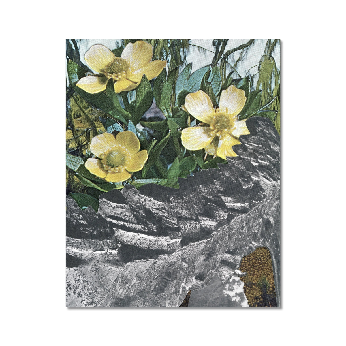 Yellow flowers with green leaves. In the background are small orange buds. Layered over top are grey and black stones.
