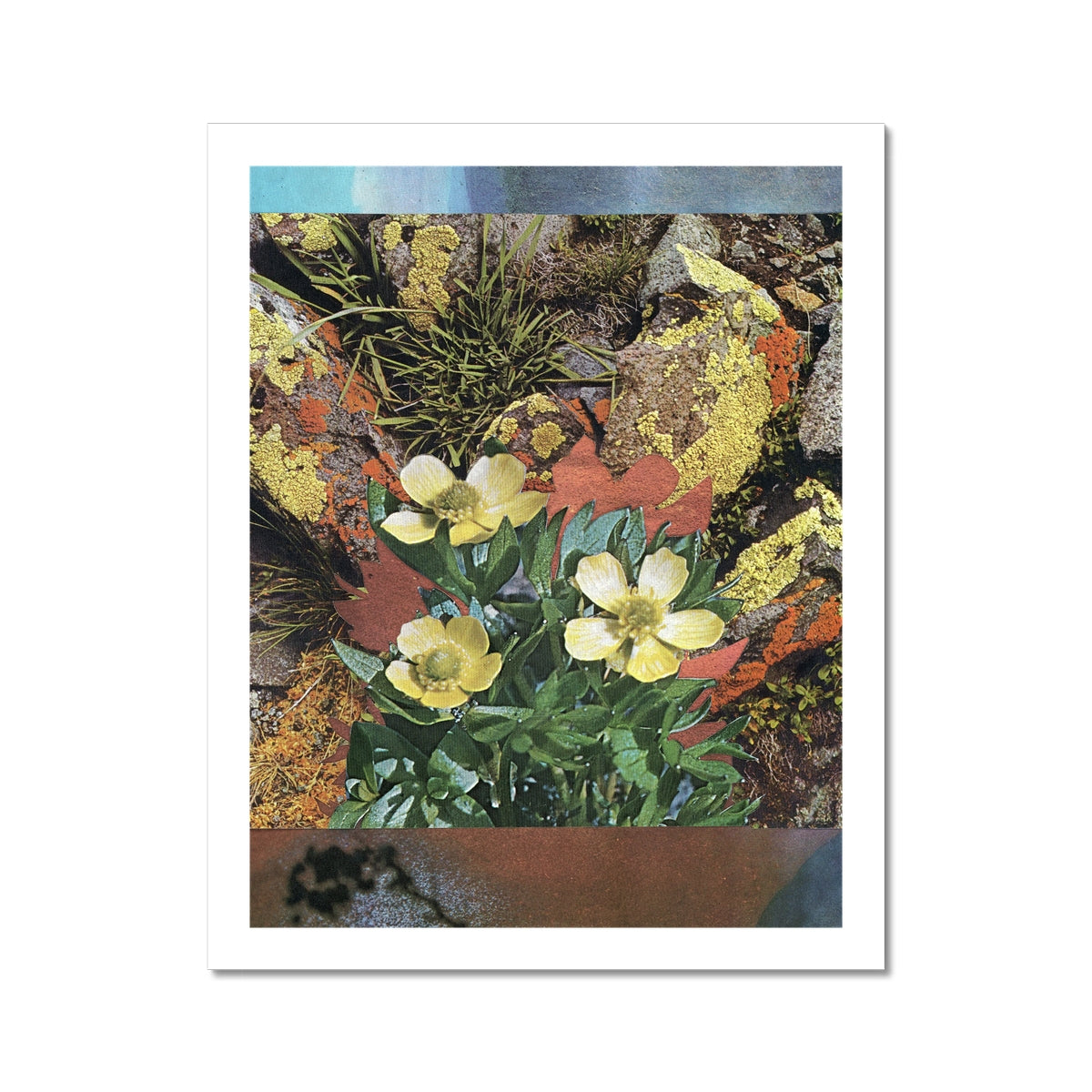 Yellow flowers with green leaves. In the background is abstract red and blue with a shadow from a flower