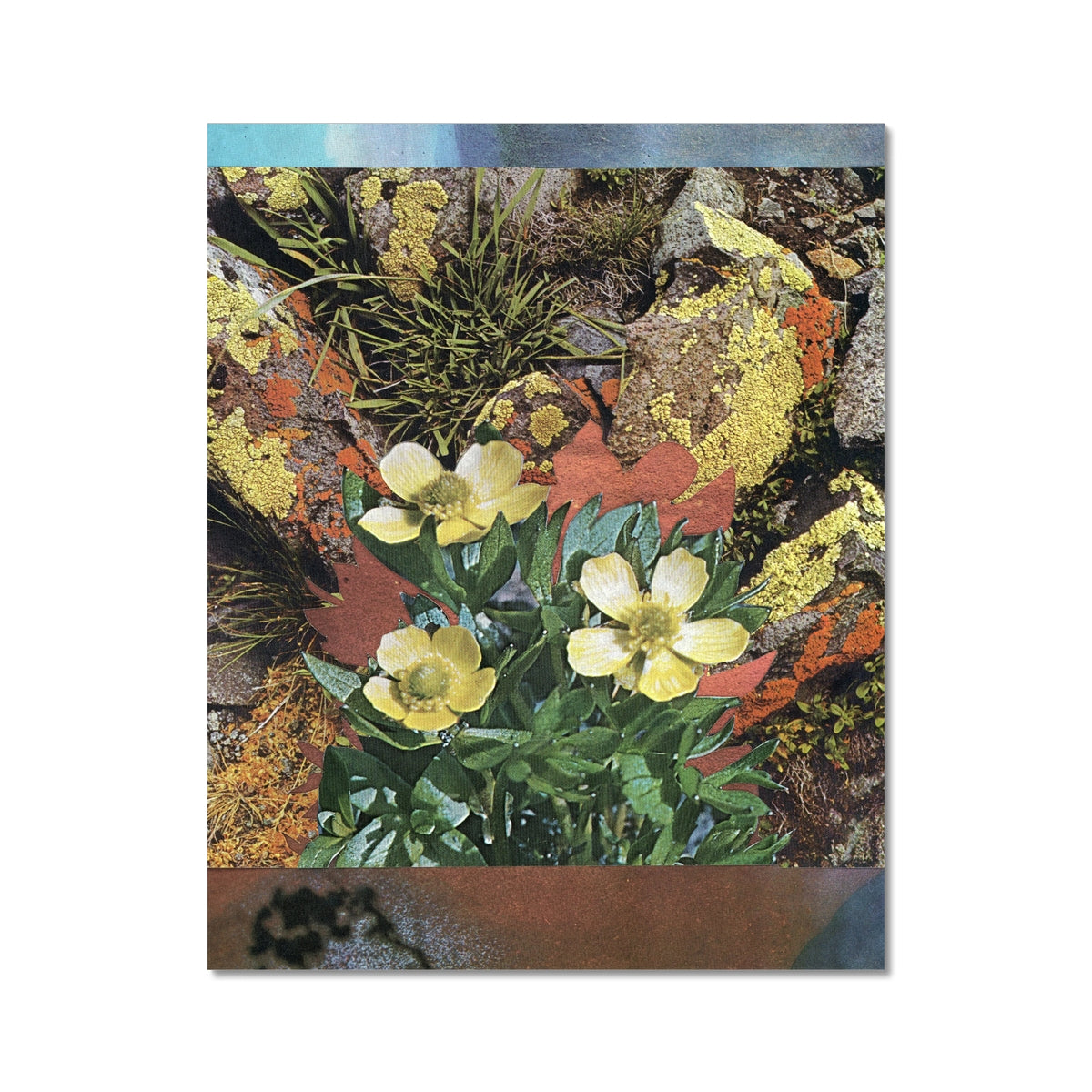 Yellow flowers with green leaves. In the background is abstract red and blue with a shadow from a flower