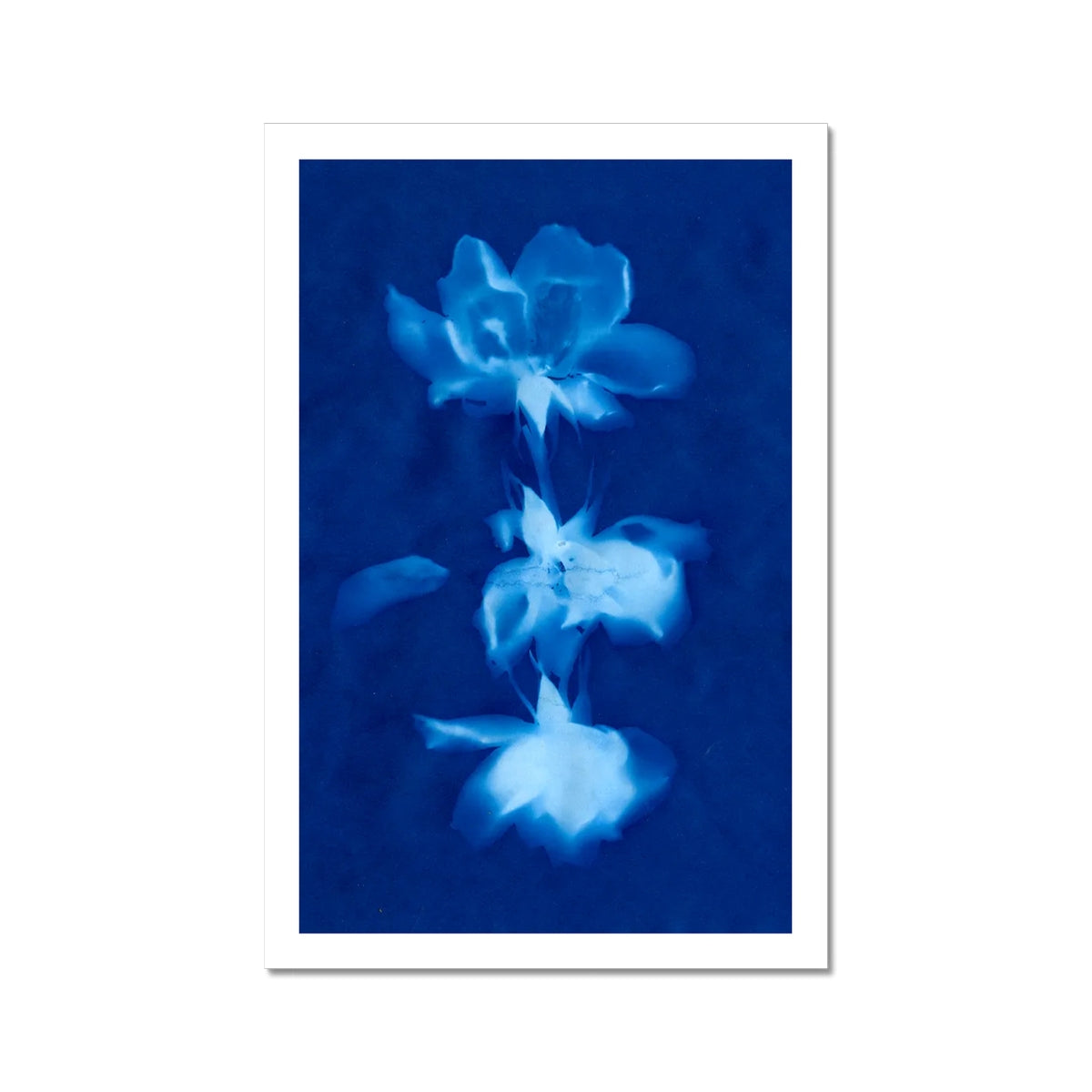 A cyanotype of three roses in a row.