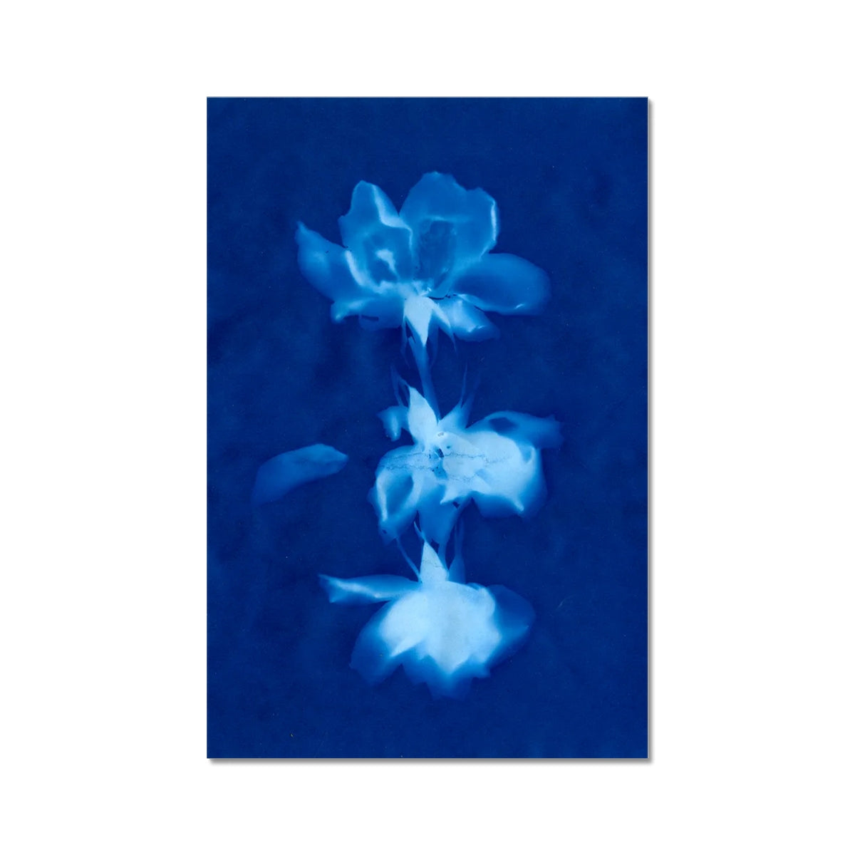 A cyanotype of three roses in a row.