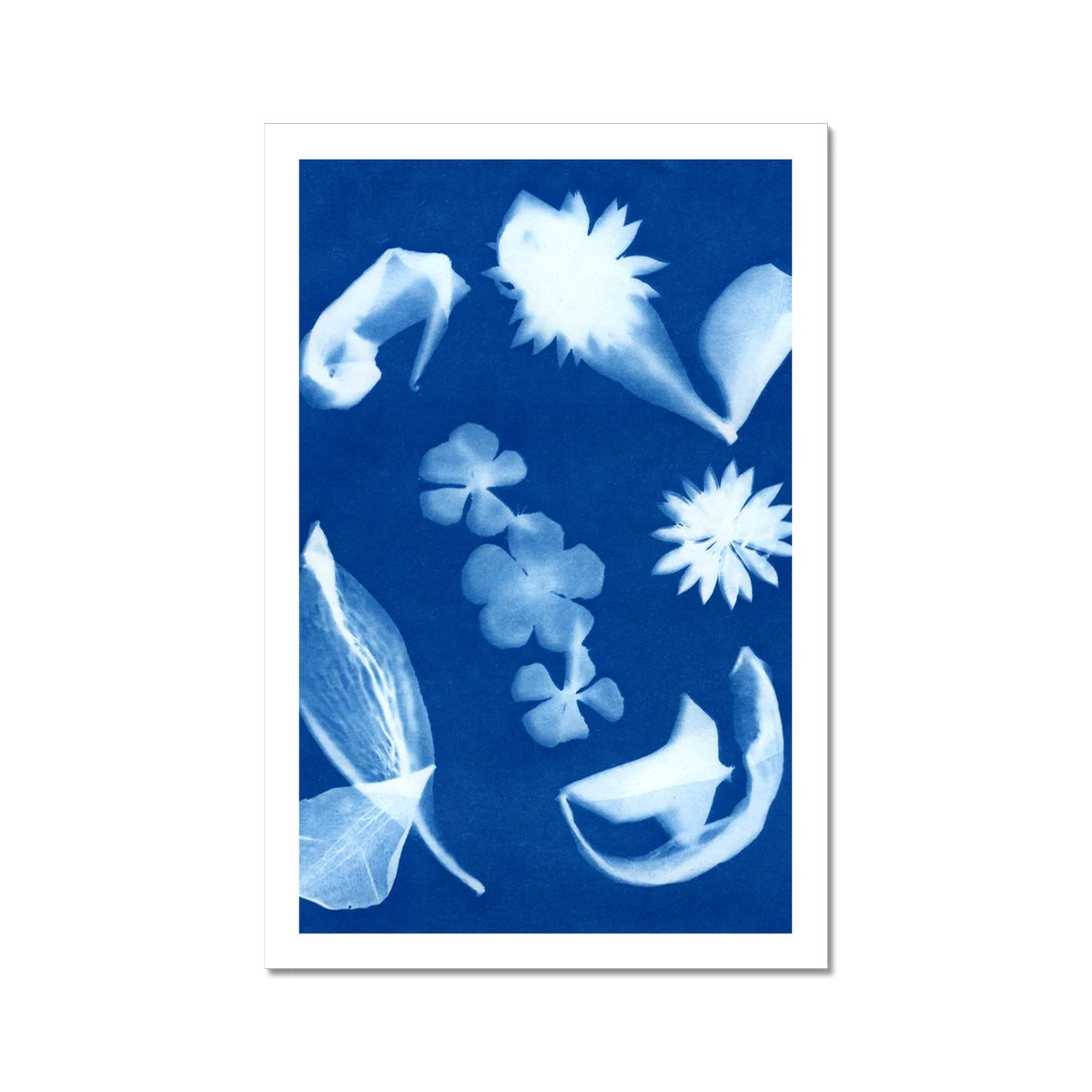 A cyanotype with many different dried flowers and leaves.