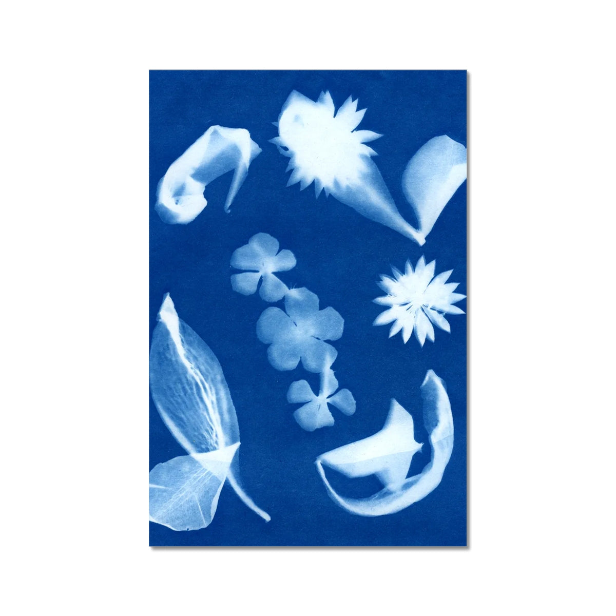 A cyanotype with many different dried flowers and leaves.